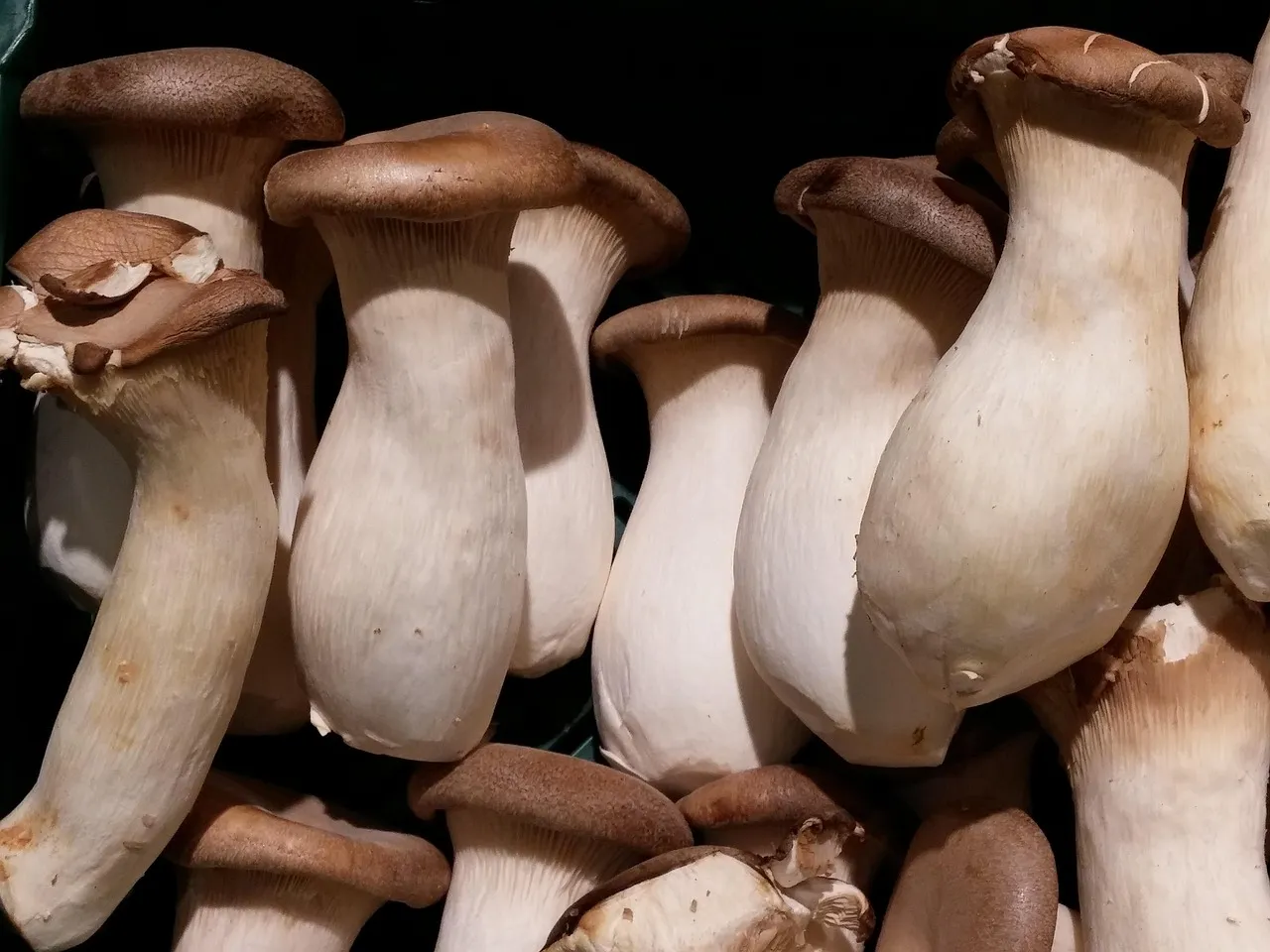 The Vegetarian Student's Guide to Germany: Supermarkets, Mensa and Cheap Eats